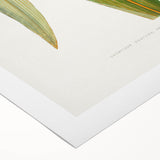 Romanticism Art: "Dracaena Leaf" Botanical Canvas Print