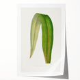 Romanticism Art: "Dracaena Leaf" Botanical Canvas Print