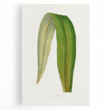Romanticism Art: "Dracaena Leaf" Botanical Canvas Print