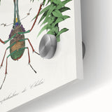 Romanticism Art: "Stag Beetle" Wildlife Botanical Canvas Print