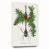 Romanticism Art: "Stag Beetle" Wildlife Botanical Canvas Print