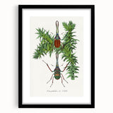 Romanticism Art: "Stag Beetle" Wildlife Botanical Canvas Print