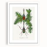 Romanticism Art: "Stag Beetle" Wildlife Botanical Canvas Print
