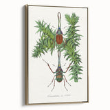 Romanticism Art: "Stag Beetle" Wildlife Botanical Canvas Print