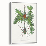 Romanticism Art: "Stag Beetle" Wildlife Botanical Canvas Print