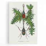 Romanticism Art: "Stag Beetle" Wildlife Botanical Canvas Print