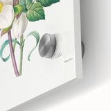 Neoclassical Art Print of Hellebore and Oeillet by Redouté - Floral Decor