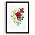 Neoclassical Art Print of Hellebore and Oeillet by Redouté - Floral Decor