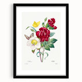 Neoclassical Art Print of Hellebore and Oeillet by Redouté - Floral Decor