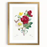 Neoclassical Art Print of Hellebore and Oeillet by Redouté - Floral Decor
