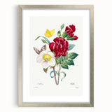 Neoclassical Art Print of Hellebore and Oeillet by Redouté - Floral Decor