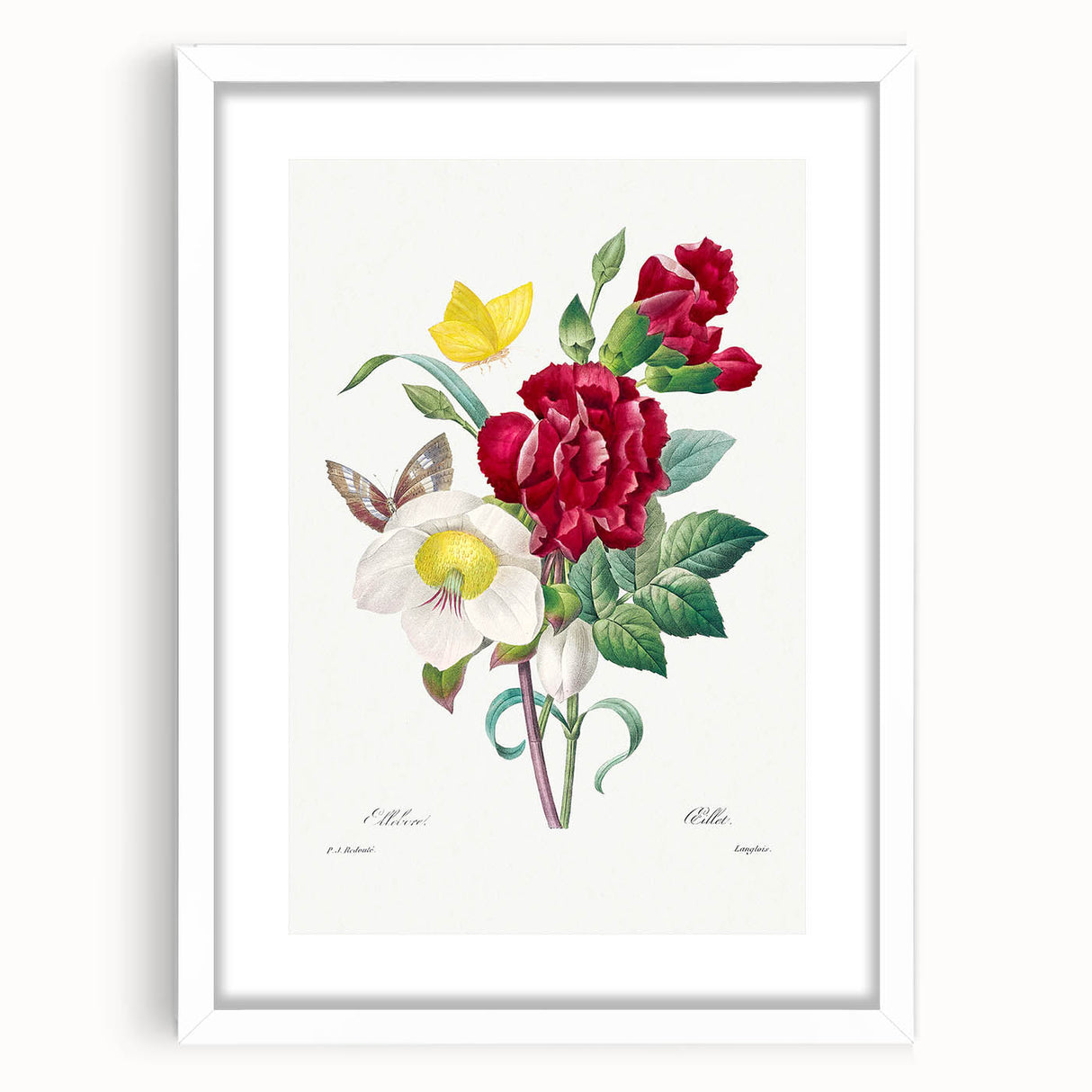 Neoclassical Art Print of Hellebore and Oeillet by Redouté - Floral Decor