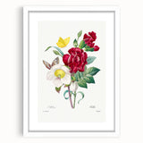Neoclassical Art Print of Hellebore and Oeillet by Redouté - Floral Decor