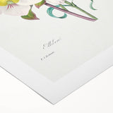 Neoclassical Art Print of Hellebore and Oeillet by Redouté - Floral Decor