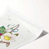 Neoclassical Art Print of Hellebore and Oeillet by Redouté - Floral Decor