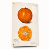 Acrylic glass print of large abstract fruits in vibrant colors, ideal for dining room decor.