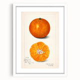 Abstract art print of assorted fruits in vibrant colors on a white framed mat, suitable for dining room decor.