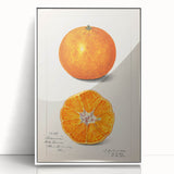 Modern art wall decor featuring a variety of colorful fruits on a white acrylic framed poster, ideal for kitchen wall art.