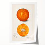 Rolled canvas print featuring an array of colorful fruits, ideal for art wall dining room decor.