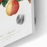 Realism Art Print - Wild European Pear by Giorgio Gallesio Canvas Art