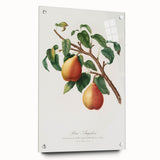 Realism Art Print - Wild European Pear by Giorgio Gallesio Canvas Art