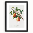 Realism Art Print - Wild European Pear by Giorgio Gallesio Canvas Art