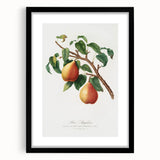 Realism Art Print - Wild European Pear by Giorgio Gallesio Canvas Art