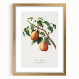 Realism Art Print - Wild European Pear by Giorgio Gallesio Canvas Art