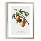 Realism Art Print - Wild European Pear by Giorgio Gallesio Canvas Art