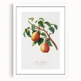 Realism Art Print - Wild European Pear by Giorgio Gallesio Canvas Art