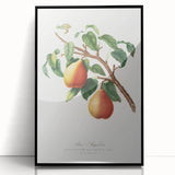 Realism Art Print - Wild European Pear by Giorgio Gallesio Canvas Art