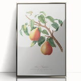 Realism Art Print - Wild European Pear by Giorgio Gallesio Canvas Art