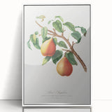 Realism Art Print - Wild European Pear by Giorgio Gallesio Canvas Art