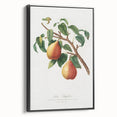 Realism Art Print - Wild European Pear by Giorgio Gallesio Canvas Art