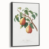 Realism Art Print - Wild European Pear by Giorgio Gallesio Canvas Art
