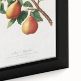 Realism Art Print - Wild European Pear by Giorgio Gallesio Canvas Art