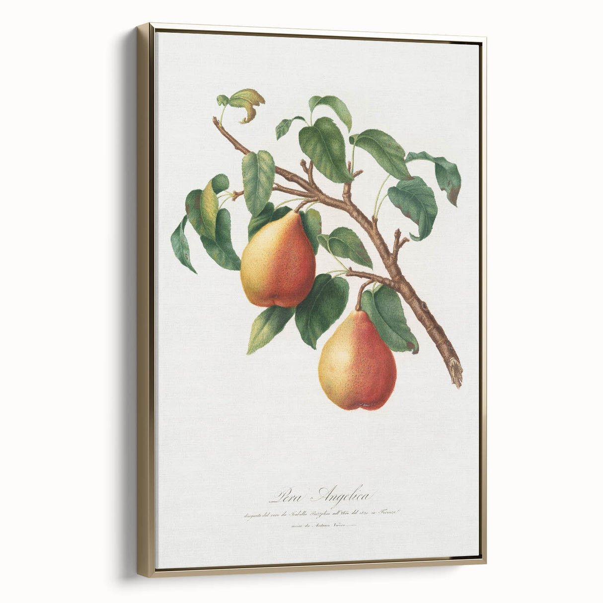 Realism Art Print - Wild European Pear by Giorgio Gallesio Canvas Art