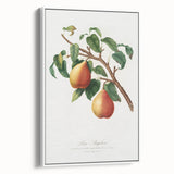 Realism Art Print - Wild European Pear by Giorgio Gallesio Canvas Art