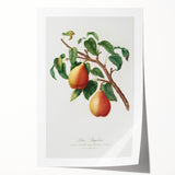 Realism Art Print - Wild European Pear by Giorgio Gallesio Canvas Art