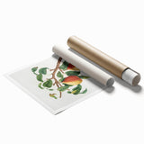 Realism Art Print - Wild European Pear by Giorgio Gallesio Canvas Art