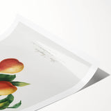 Realism Art Print - Wild European Pear by Giorgio Gallesio Canvas Art