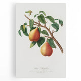 Realism Art Print - Wild European Pear by Giorgio Gallesio Canvas Art