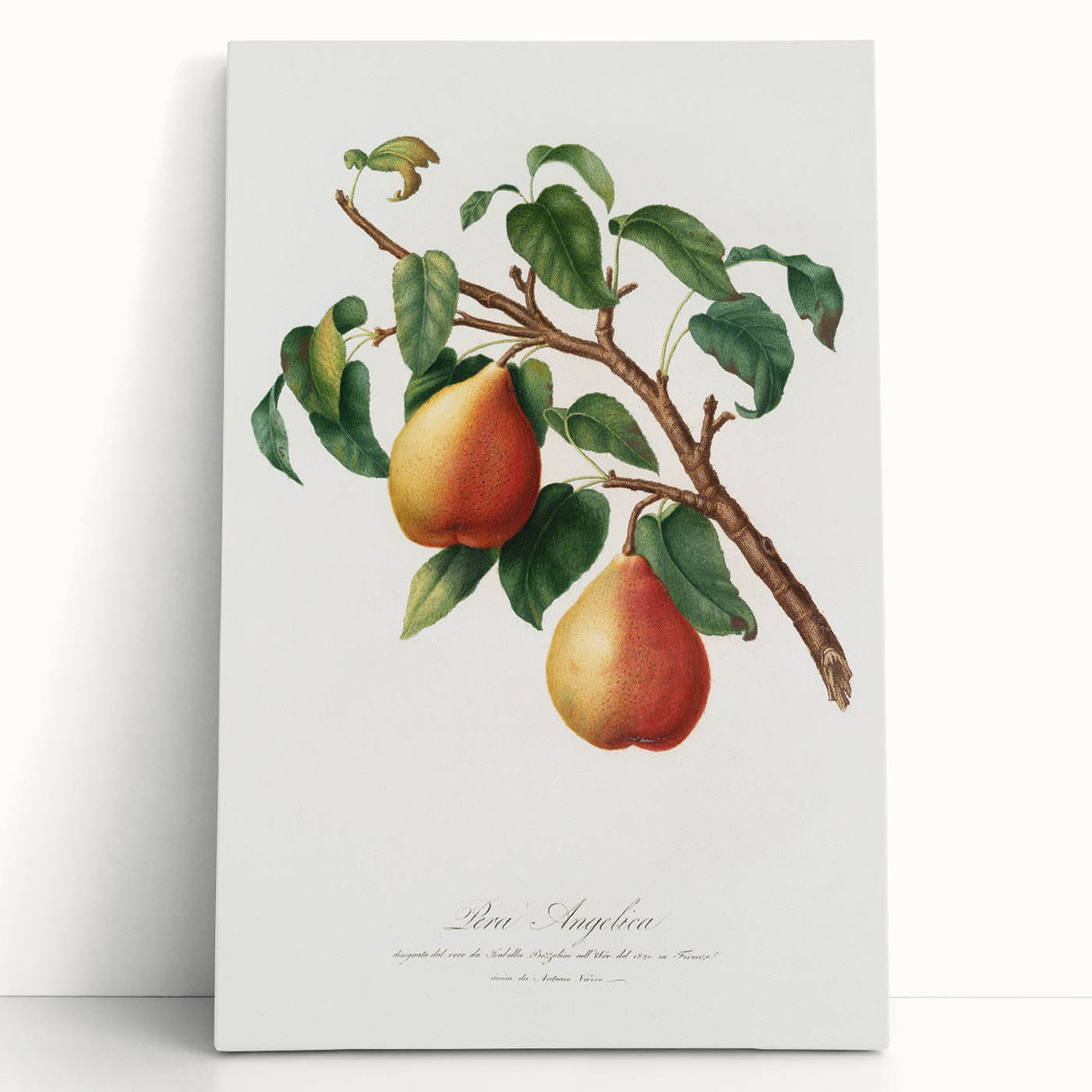 Realism Art Print - Wild European Pear by Giorgio Gallesio Canvas Art
