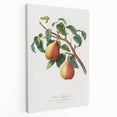 Realism Art Print - Wild European Pear by Giorgio Gallesio Canvas Art