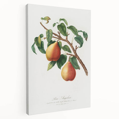 Realism Art Print - Wild European Pear by Giorgio Gallesio Canvas Art