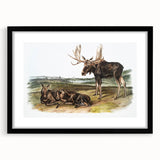 Romanticism Art: "Moose Deer" Wildlife Illustration Canvas Print