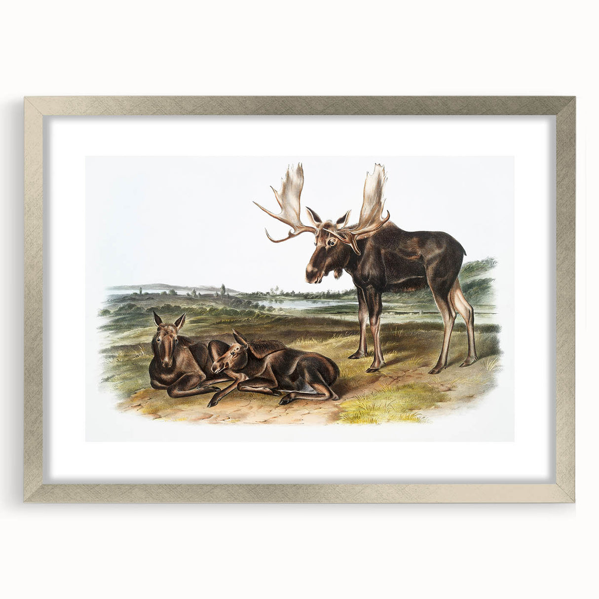 Romanticism Art: "Moose Deer" Wildlife Illustration Canvas Print