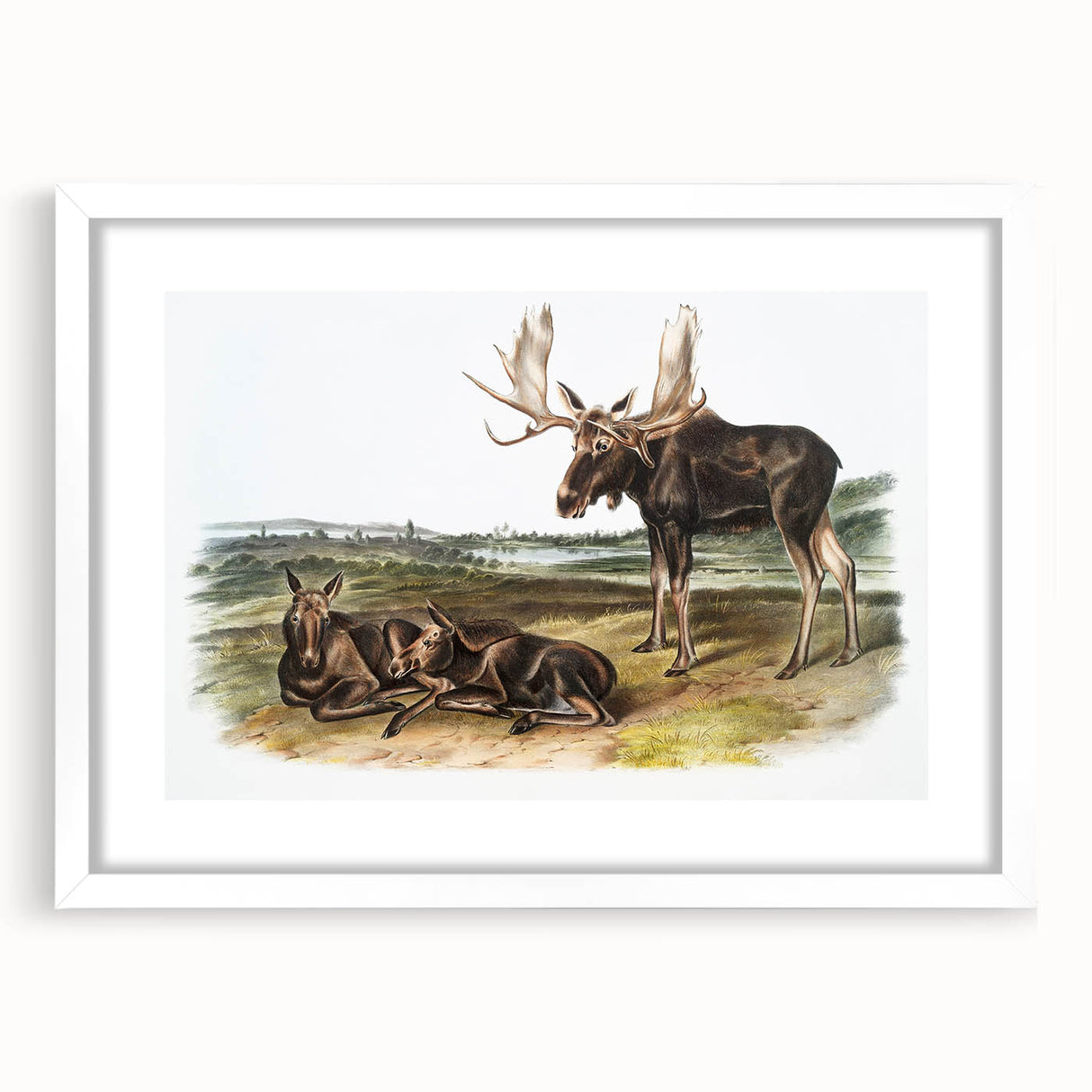 Romanticism Art: "Moose Deer" Wildlife Illustration Canvas Print