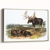 Romanticism Art: "Moose Deer" Wildlife Illustration Canvas Print