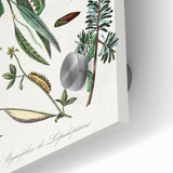 Romanticism Art: "Caterpillars and Chrysalis" Botanical Canvas Print